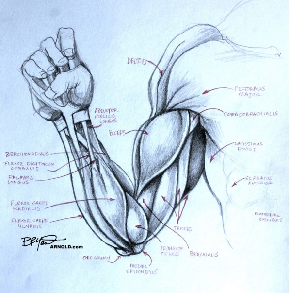 Anatomy for Artits study of my right arm