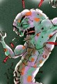 New Superbugs Are Immune to Drugs