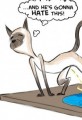 Bad Kitty The Truth About Siamese Cats