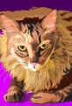 Long Hair Kitty Portrait