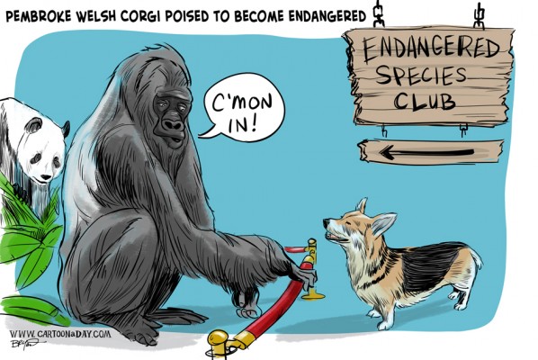endangered-corgis-cartoon