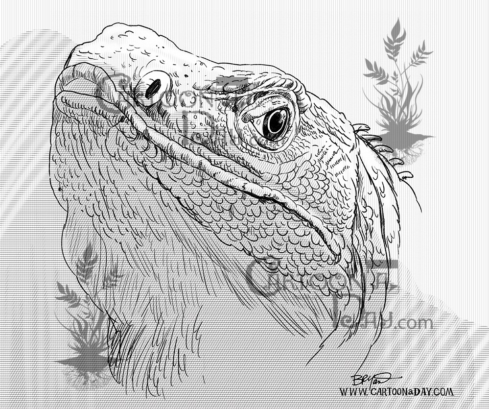 Lizard-illustration