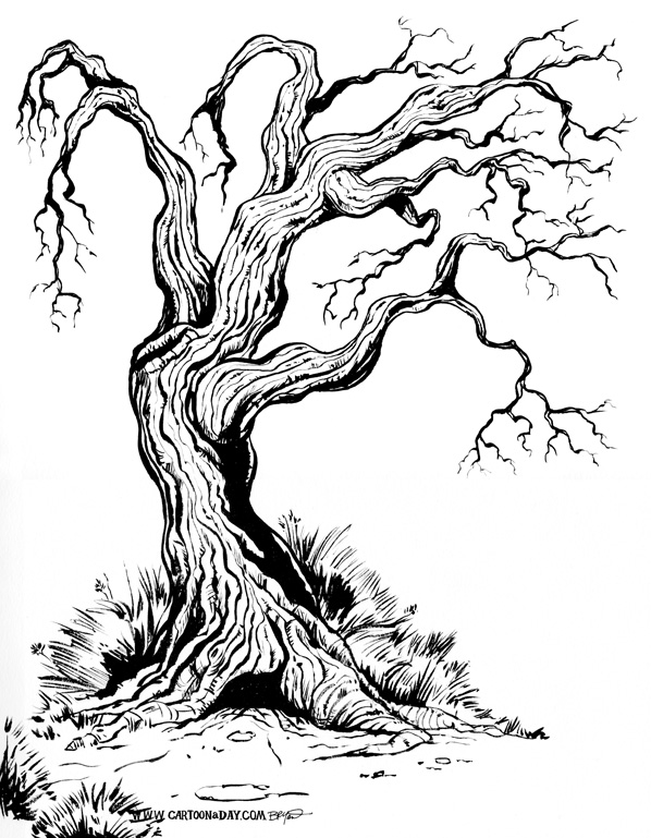 old-gnarly-tree-sketch-598