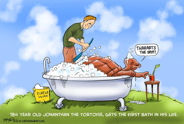 jonathan-tortoise-cartoon-598