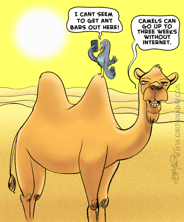 Hump-day-internet-joke-598