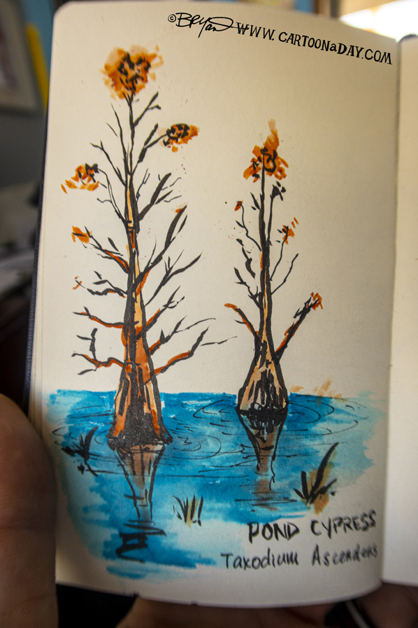 Pond-cypress-Sketchbook-598