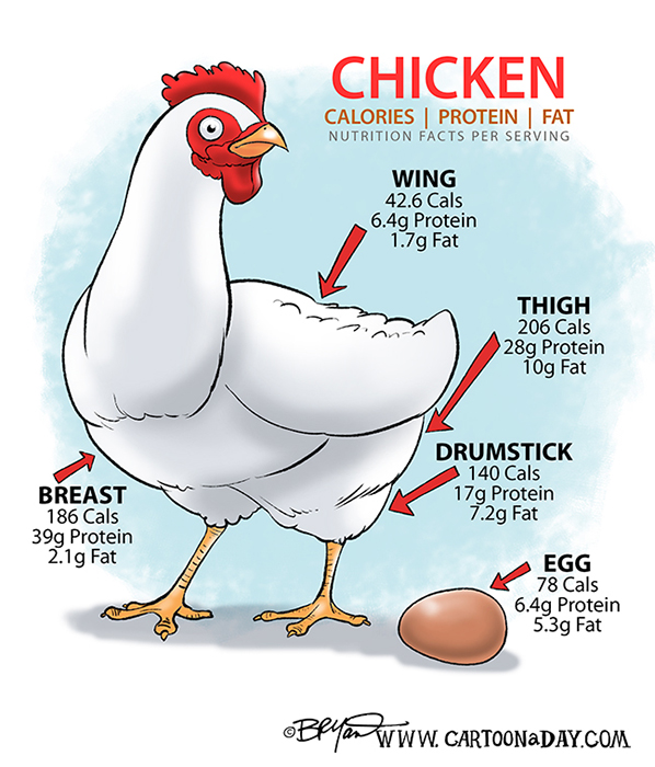 Chicken-protein-cartoon-598
