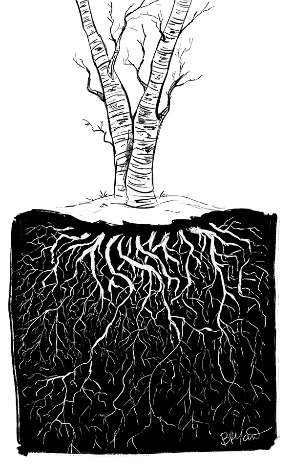 Twiggy-rooted-tree-birch-598